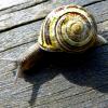 Schnecke Schnecke
