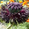 Mohn-Samenstand Mohn-Samenstand